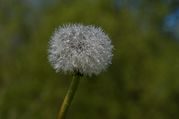 Stephen Nobbs - Blow Ball